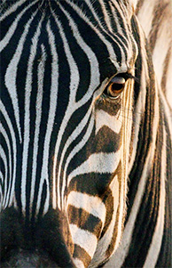 A23 plus phone camera photo of a zebra