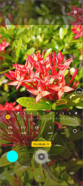 A25 phone camera pro features image of flowers
