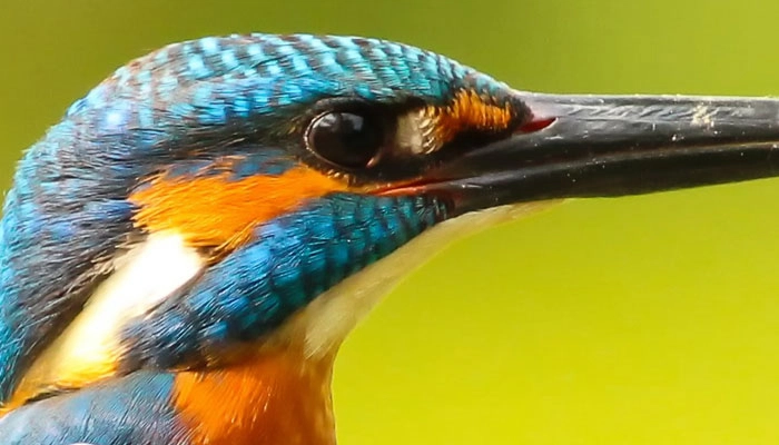 B10 smartphone camera macro zoom